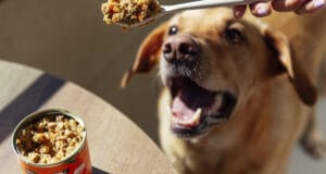 Cuidados Especiais na Alimentação de Cães e Gatos