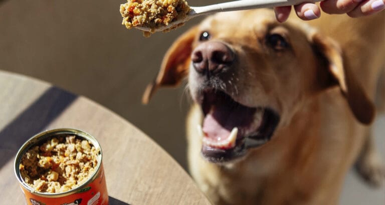 Cuidados Especiais na Alimentação de Cães e Gatos
