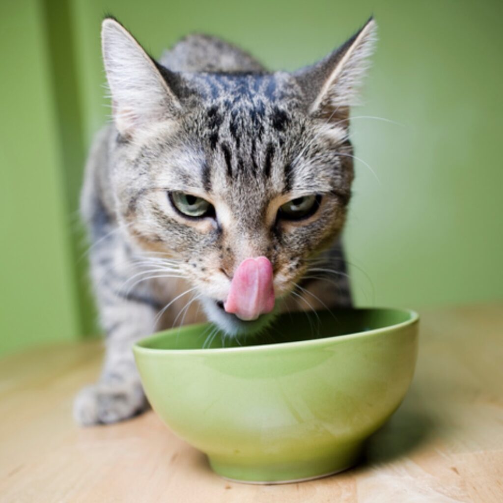 PetDelícia: Porque seu gato merece um mimo especial!