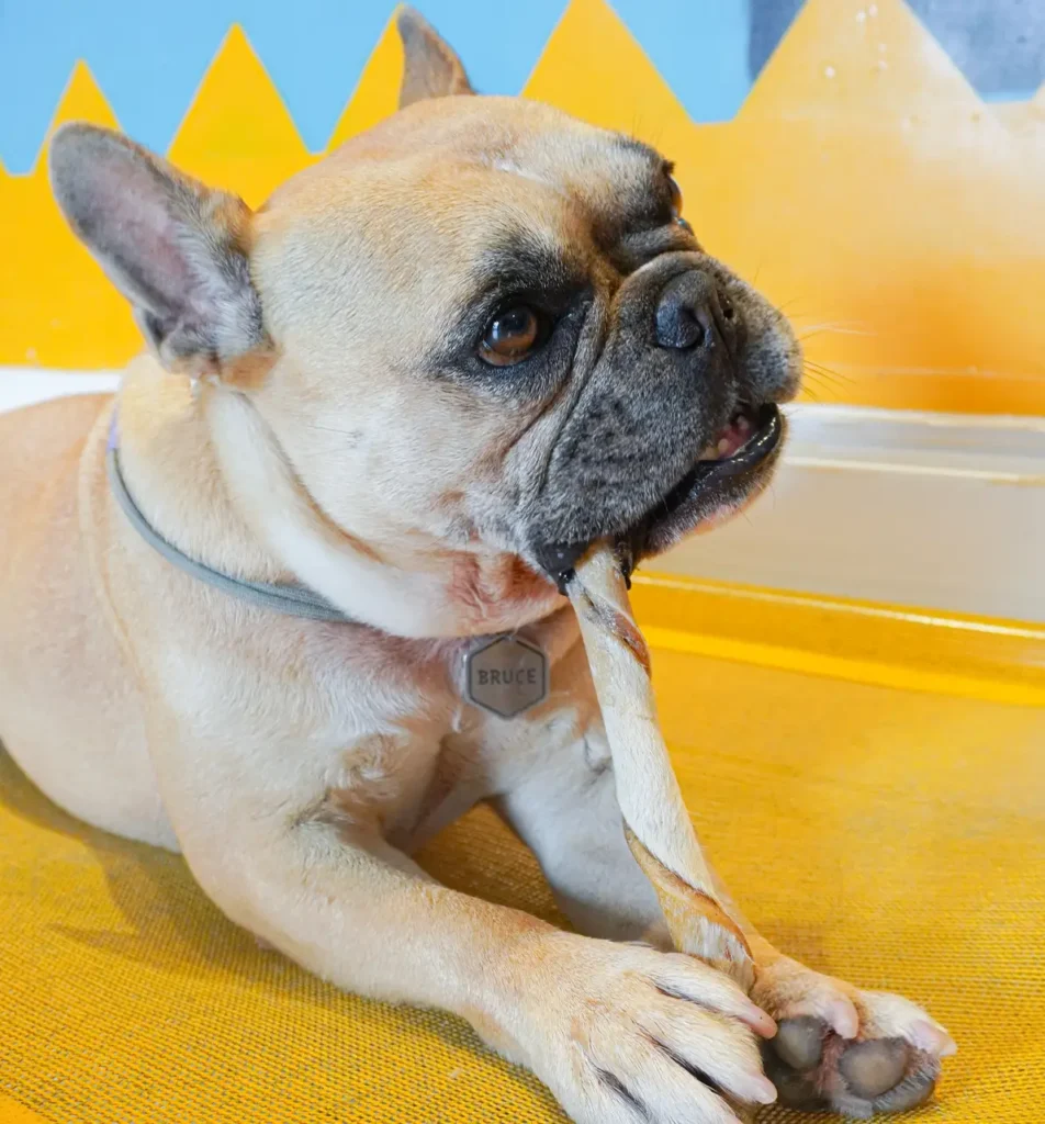 Produtos Good Lovin para cães, como mastigáveis, snacks e saborizantes, tudo 100% natural, para o bem-estar dos pets.
